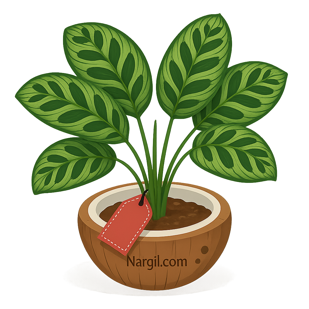  Nargil - Peacock Plant